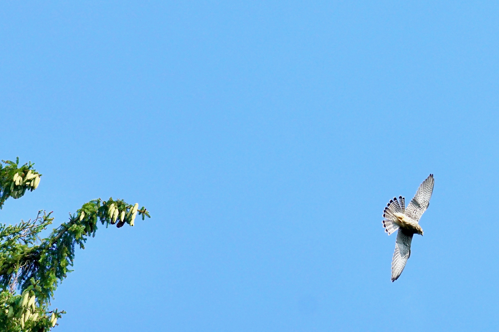 Abflug eines Turmfalken