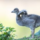 Abflug Gescheitert