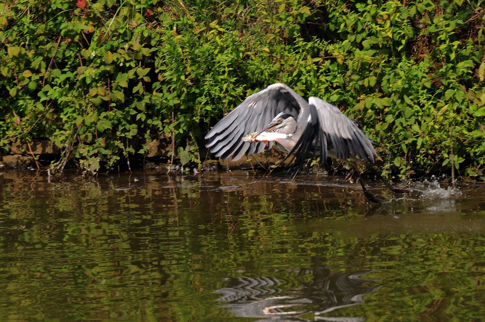 Abflug Graureiher mit Beute