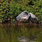 Abflug Graureiher mit Beute