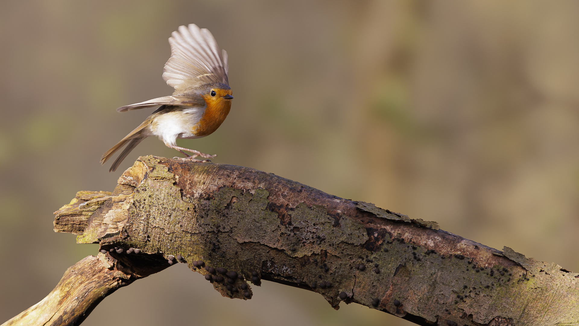 Abflug im Wald