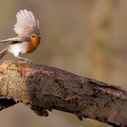 Abflug im Wald