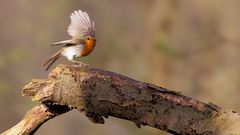 Abflug im Wald