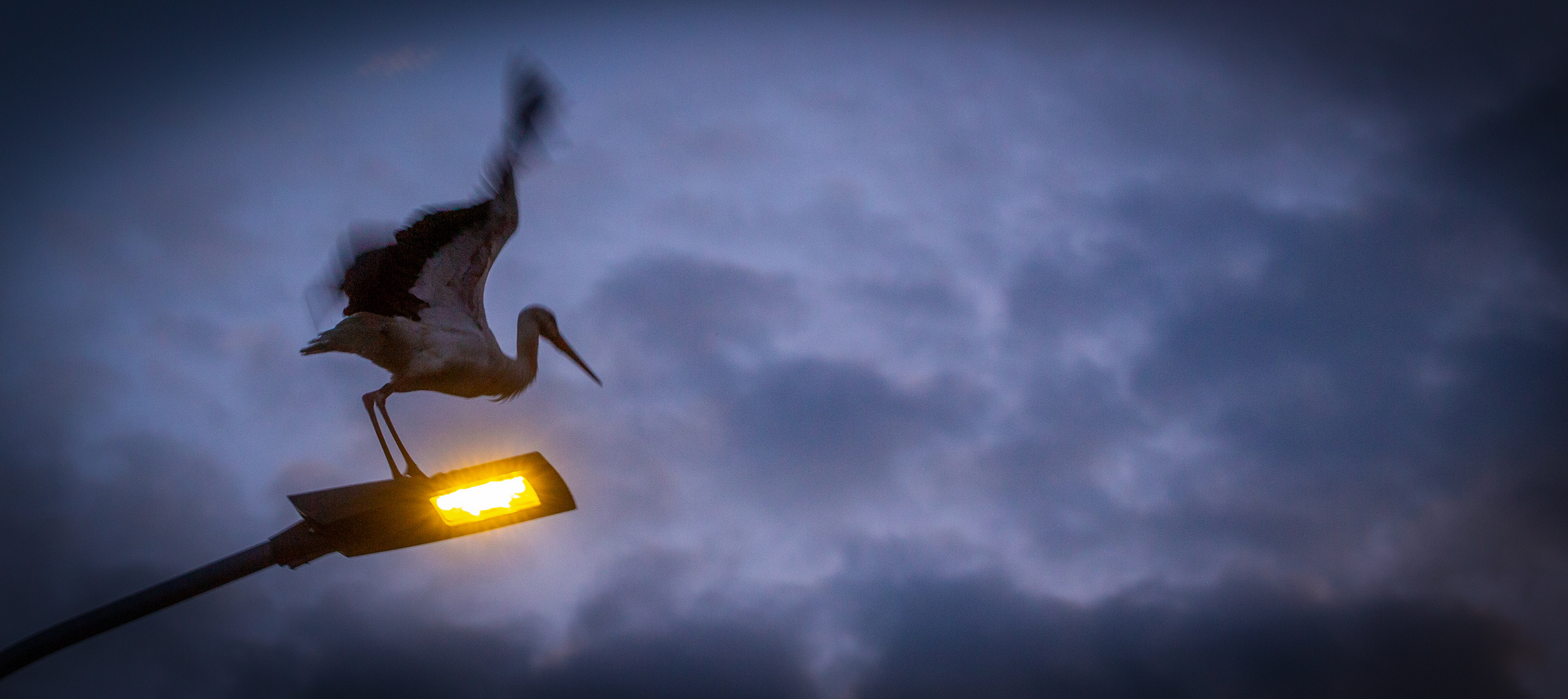 Abflug in den Abendhimmel - Weißstorch startet von der Straßenlaterne