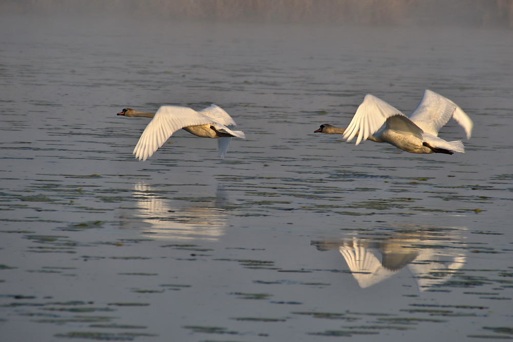 Abflug in den Morgen