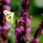 Abflug in den Sommerurlaub...