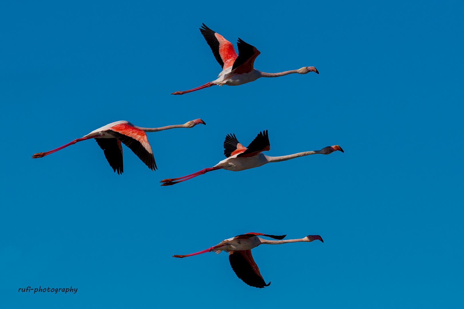 Abflug in der Camargue