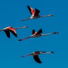 Abflug in der Camargue