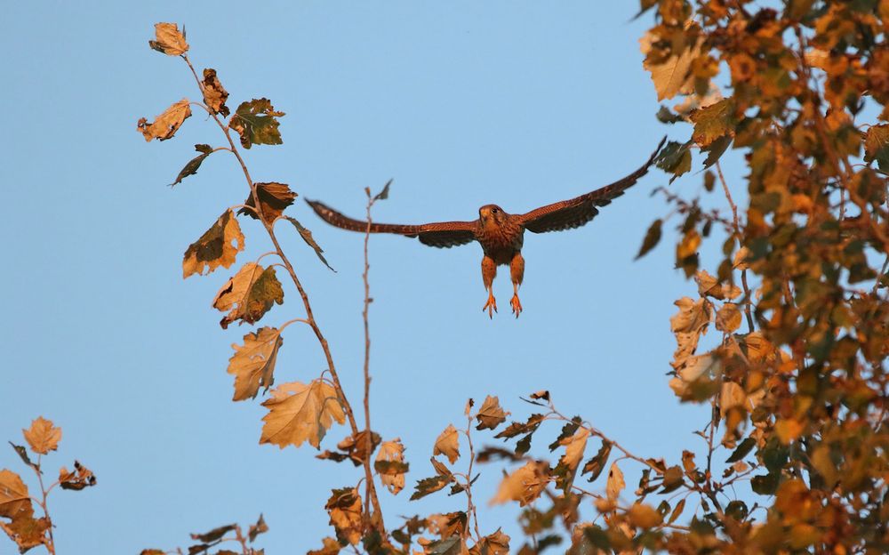 "Abflug in die Abendsonne"