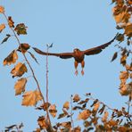 "Abflug in die Abendsonne"