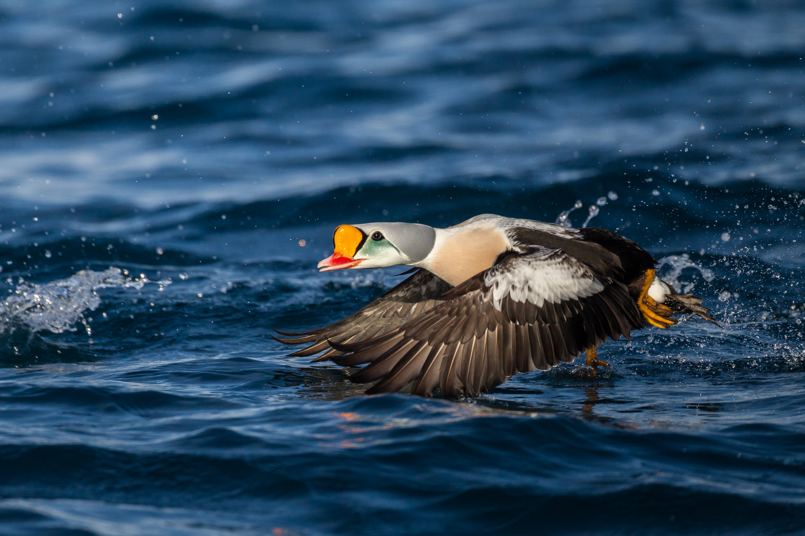 Abflug in die Brutgebiete