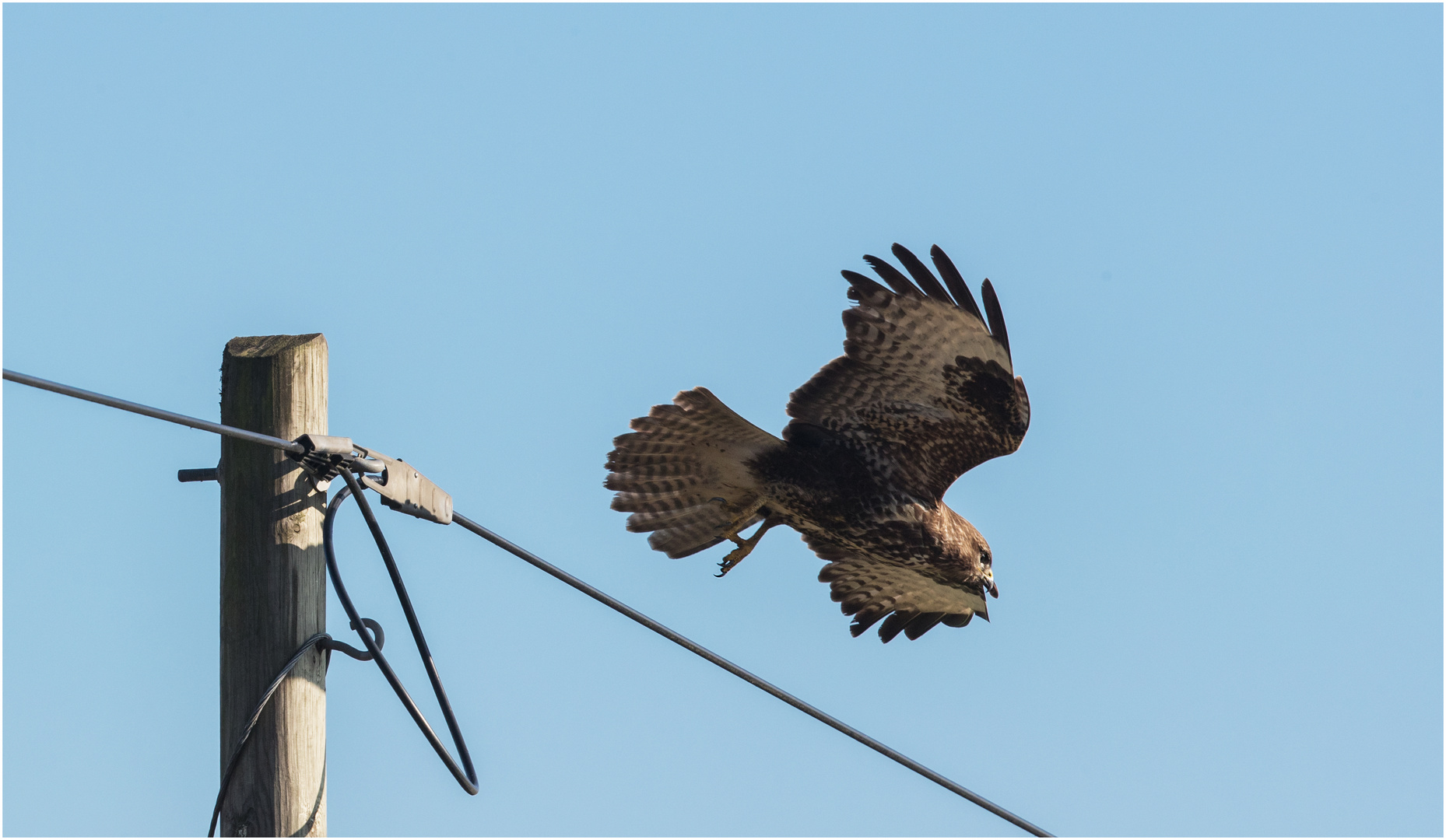 Abflug in Richtung Wiese  .....