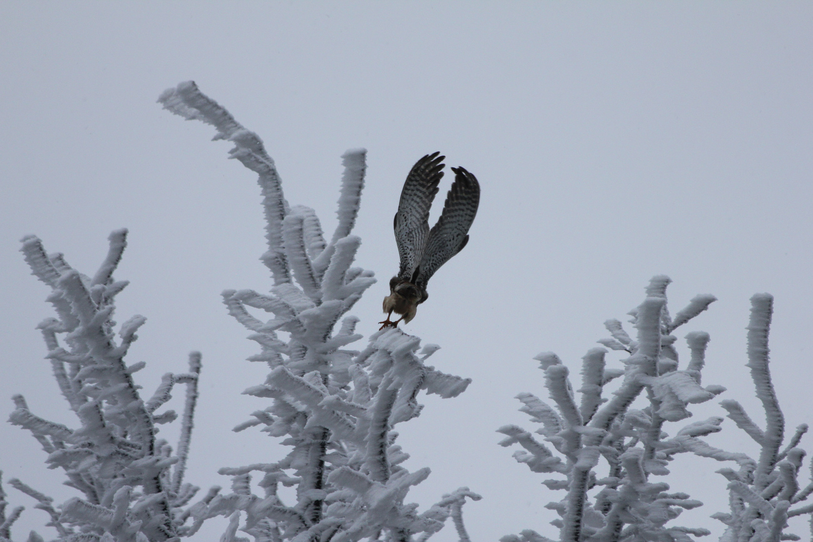                  "Abflug ins Winter Wonderland"