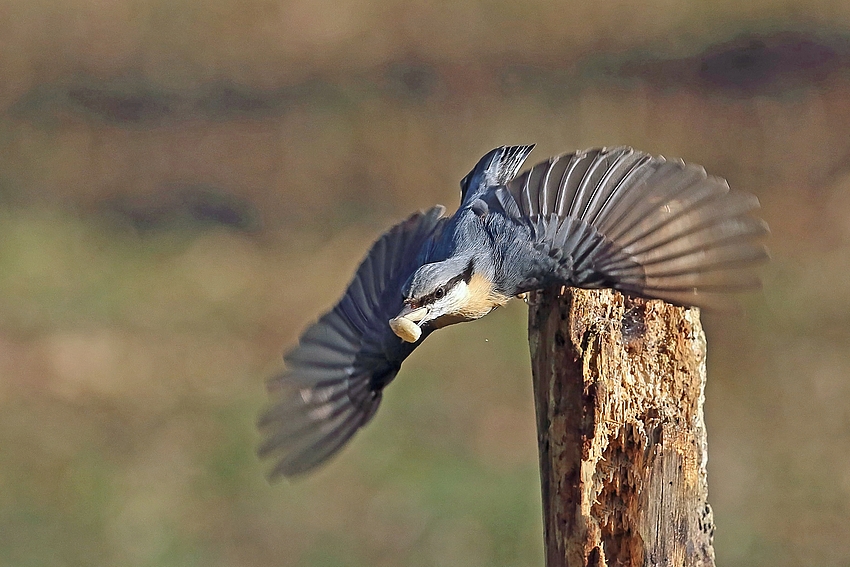 Abflug - Kleiber