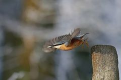 Abflug - Kleiber an der Futterstelle