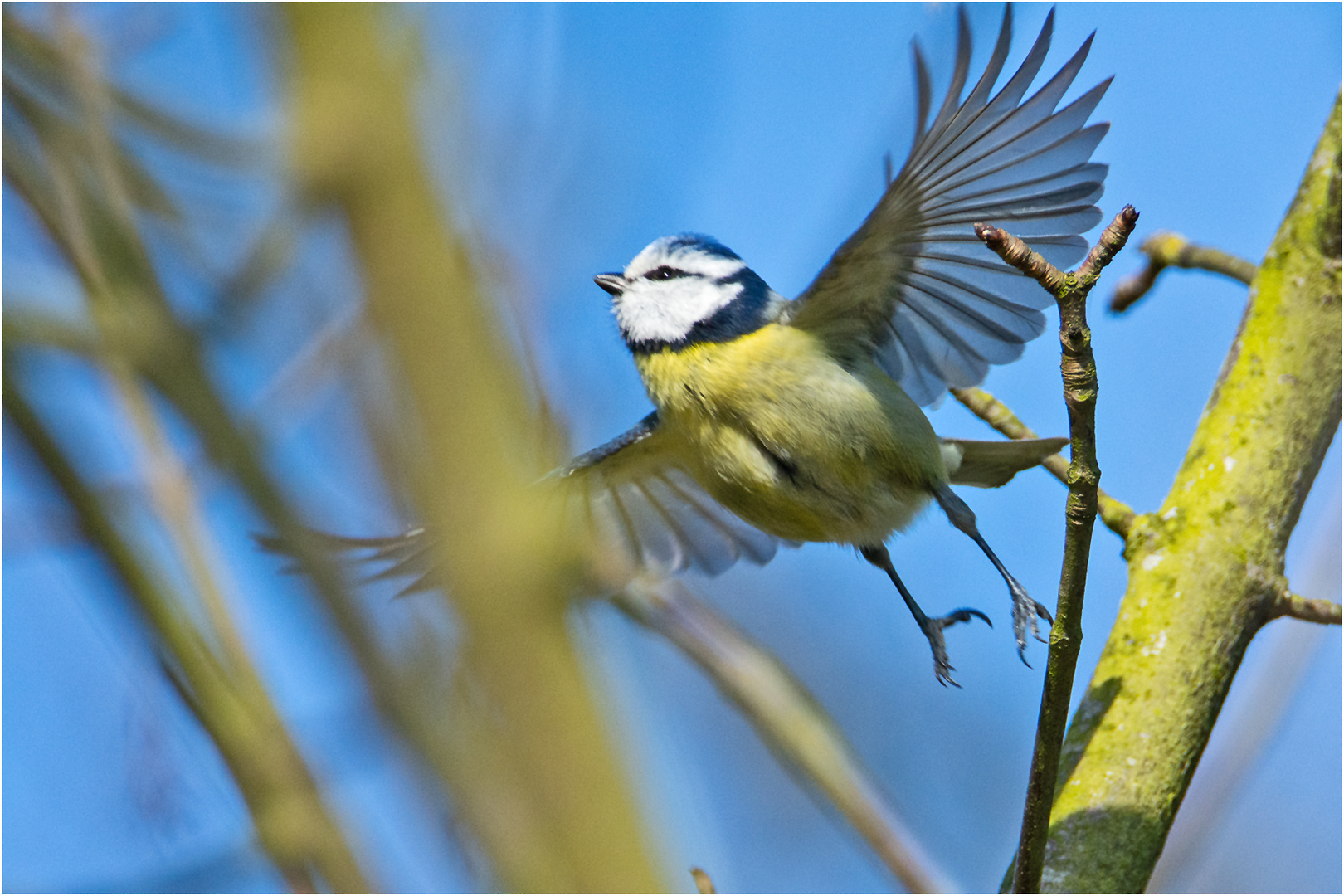 "Abflug" machte die Blaumeise . . .