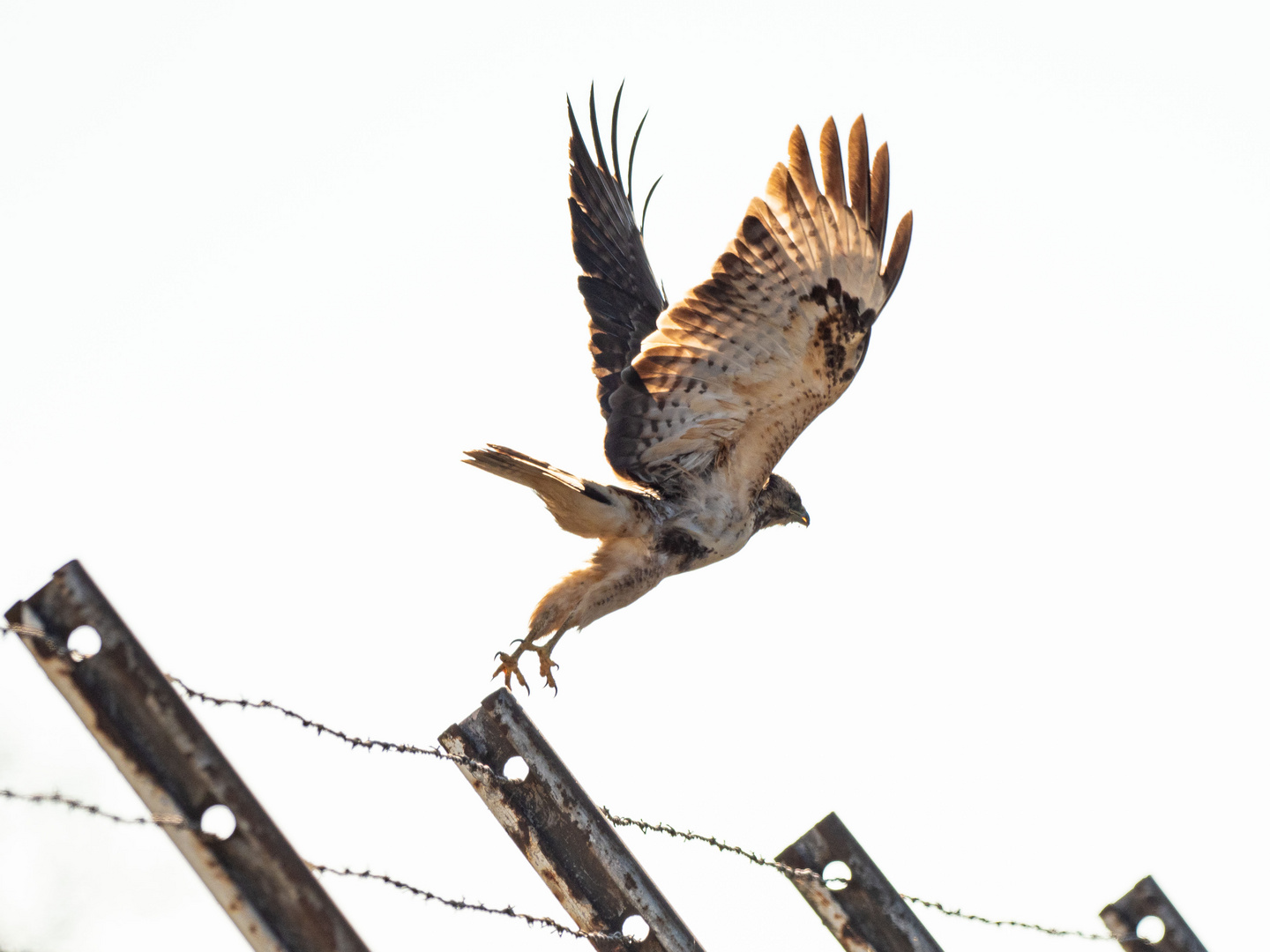 Abflug Mäusebussard