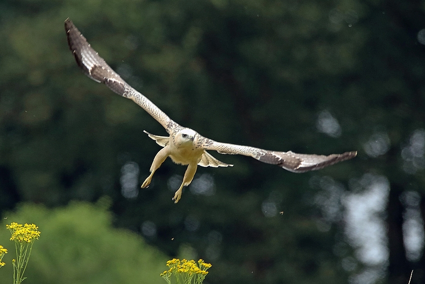 Abflug - Mäusebussard (Buteo buteo) 