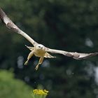 Abflug - Mäusebussard (Buteo buteo) 