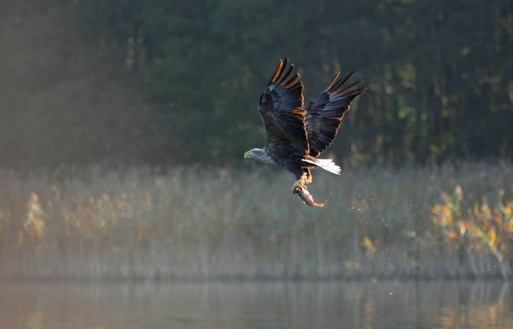 Abflug mit Beute