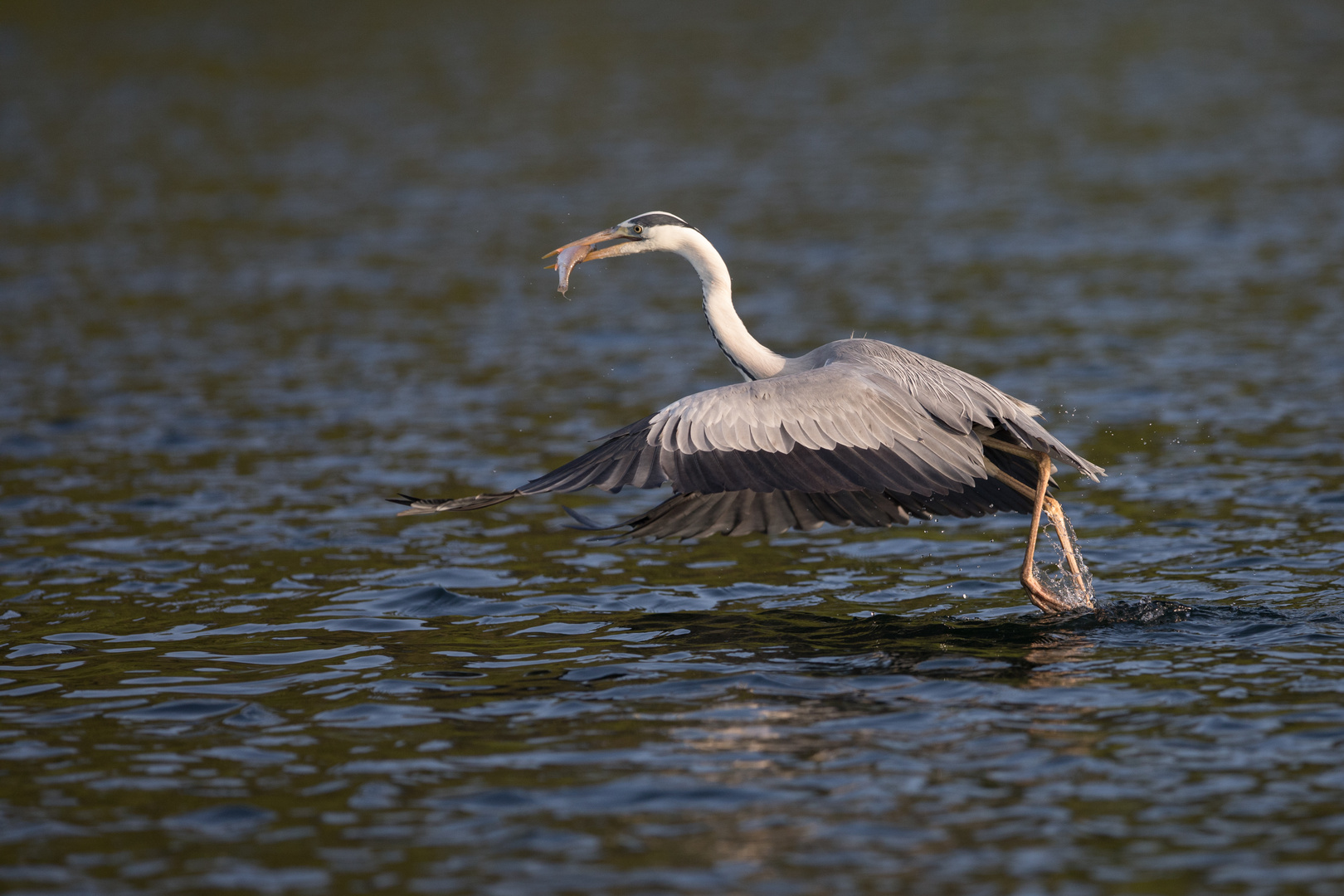 Abflug mit Beute