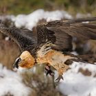 Abflug, mit dem kleinen Snack zwischendurch.