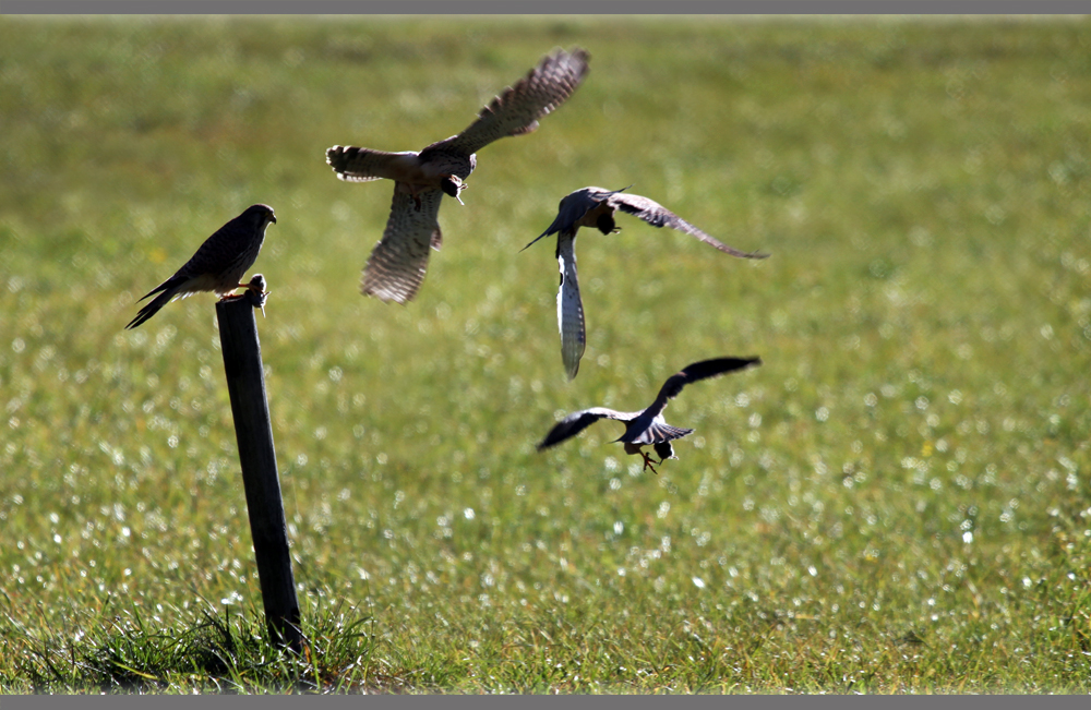 Abflug mit der Beute