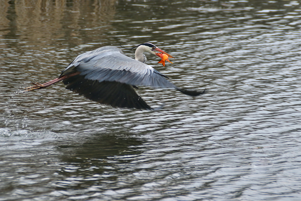 Abflug mit der Beute