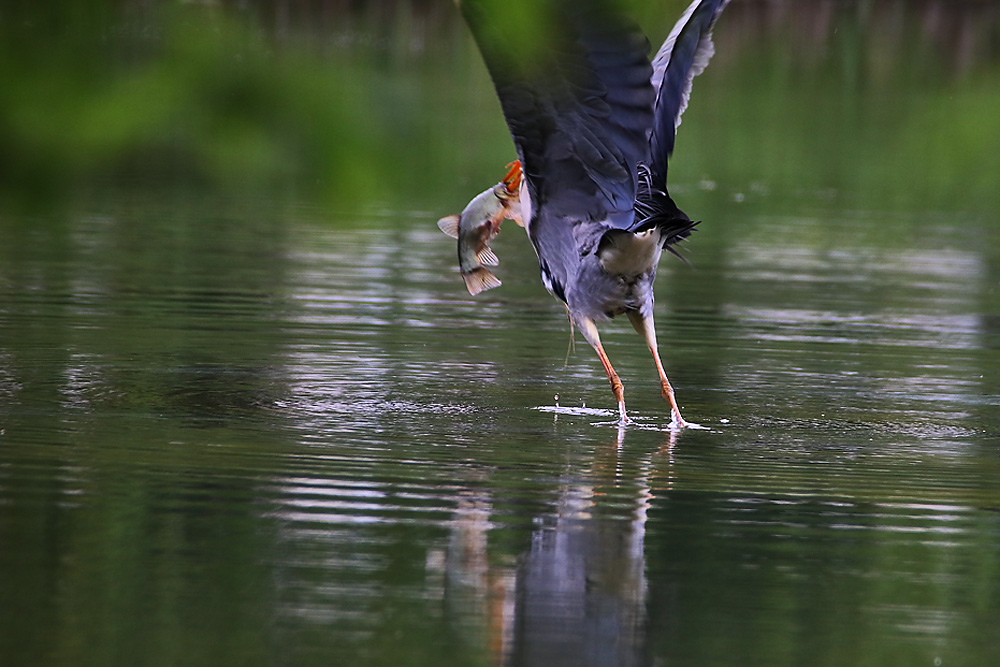 Abflug mit der Fischbeute