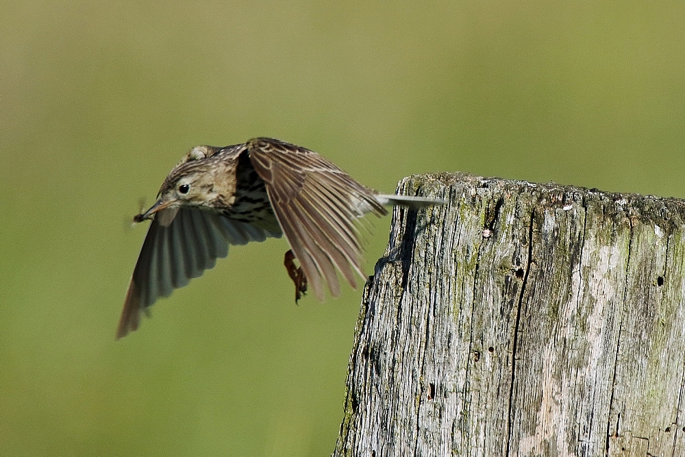 Abflug mit Fliege