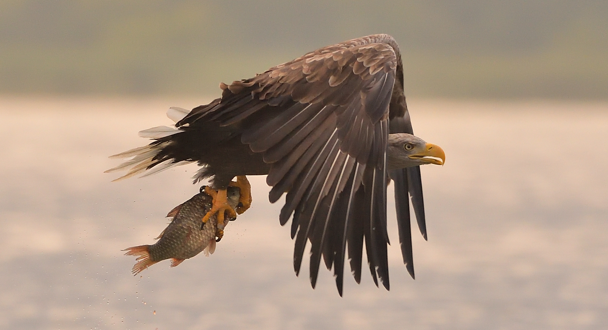 Abflug mit frischem Fang!