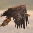 Abflug mit frischem Fang!