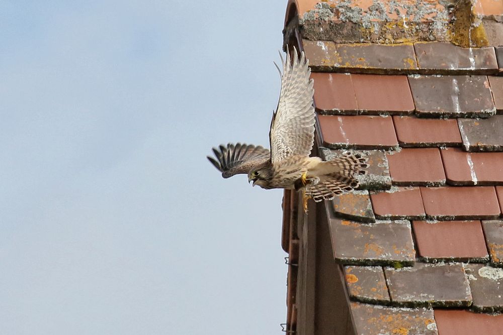 Abflug mit Maus