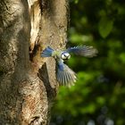 Abflug nach dem Füttern