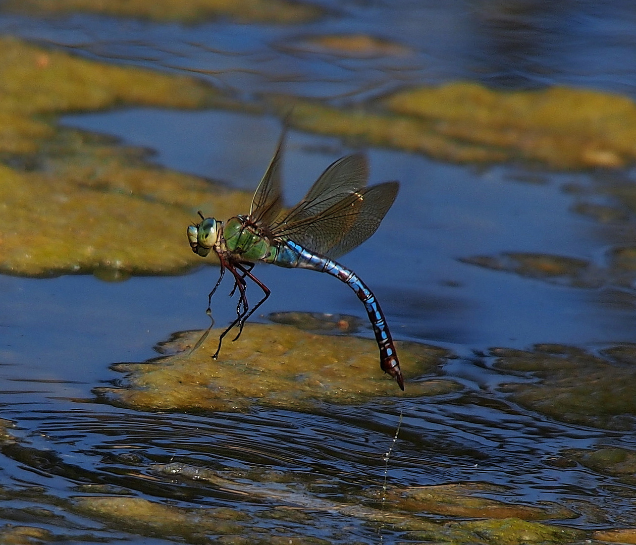 Abflug nach der Eiablage