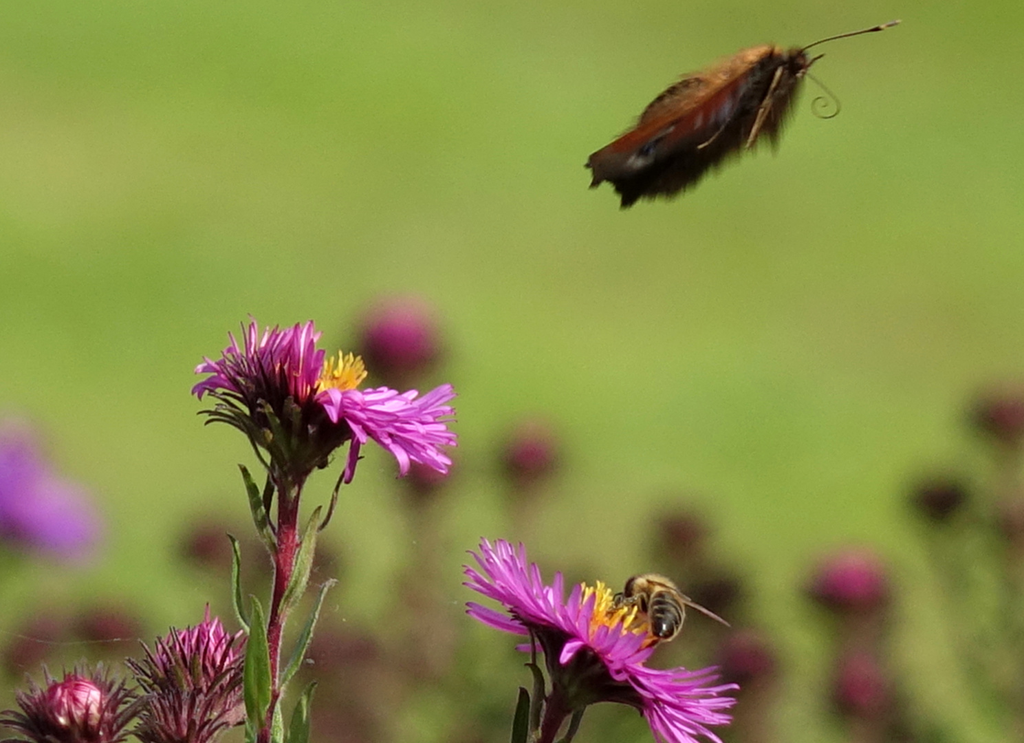 Abflug Pfauenauge