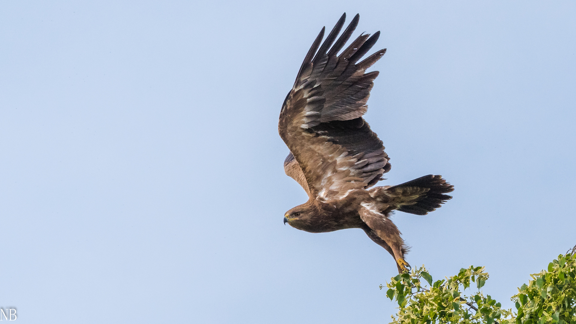 "Abflug Schreiadler 2023"