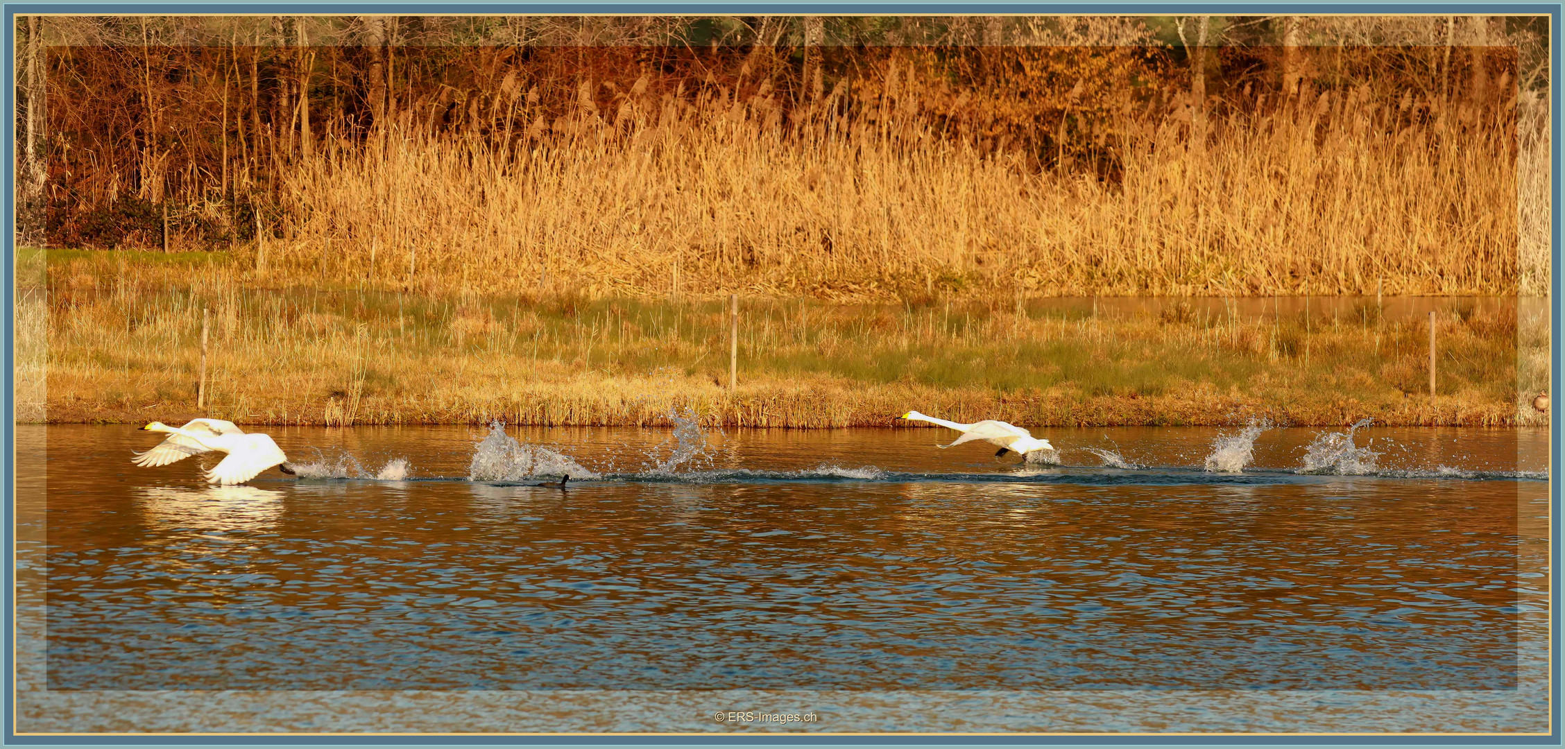 Abflug Singschwäne, Flachsee, Rottenschwil 2023-02-10 251 ©