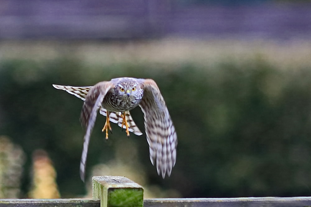 Abflug [Sperber - Weibchen]