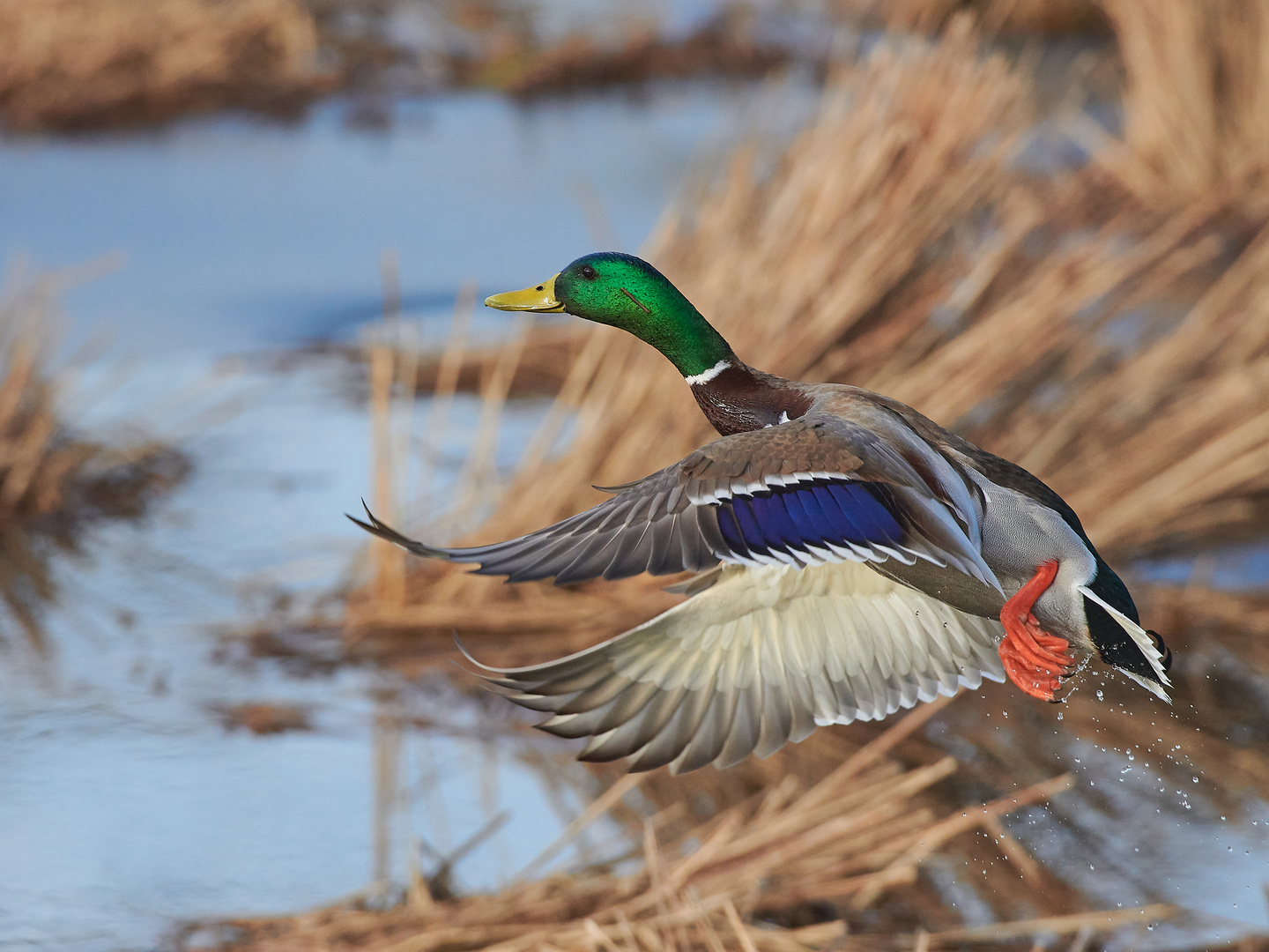 Abflug / Stockente