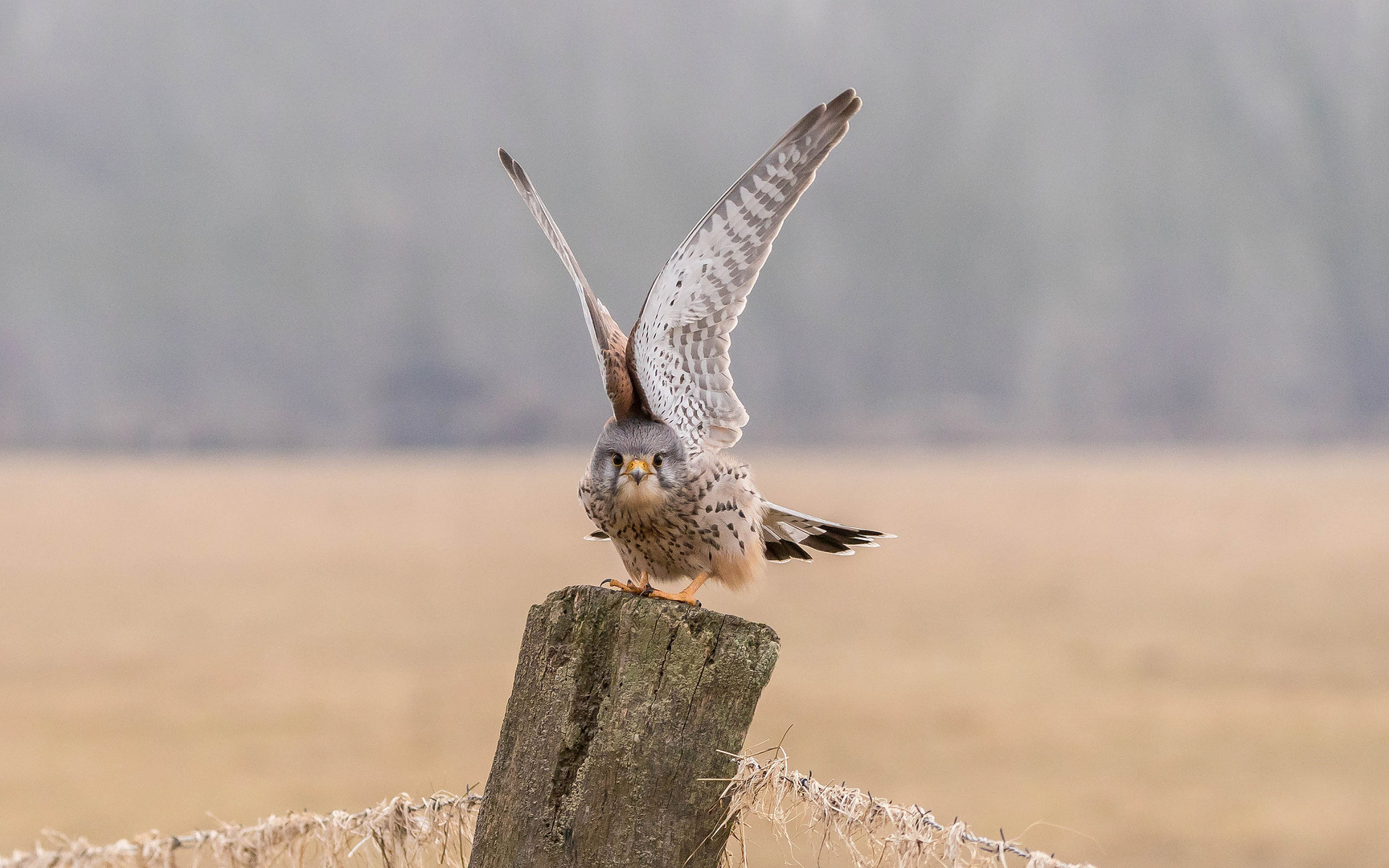 Abflug Terzel