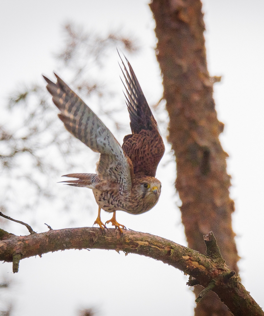 Abflug Turmfalke