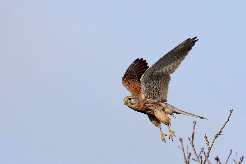 Abflug - Turmfalke (Falco tinnunculus)