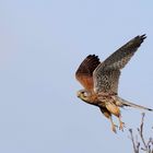 Abflug - Turmfalke (Falco tinnunculus)