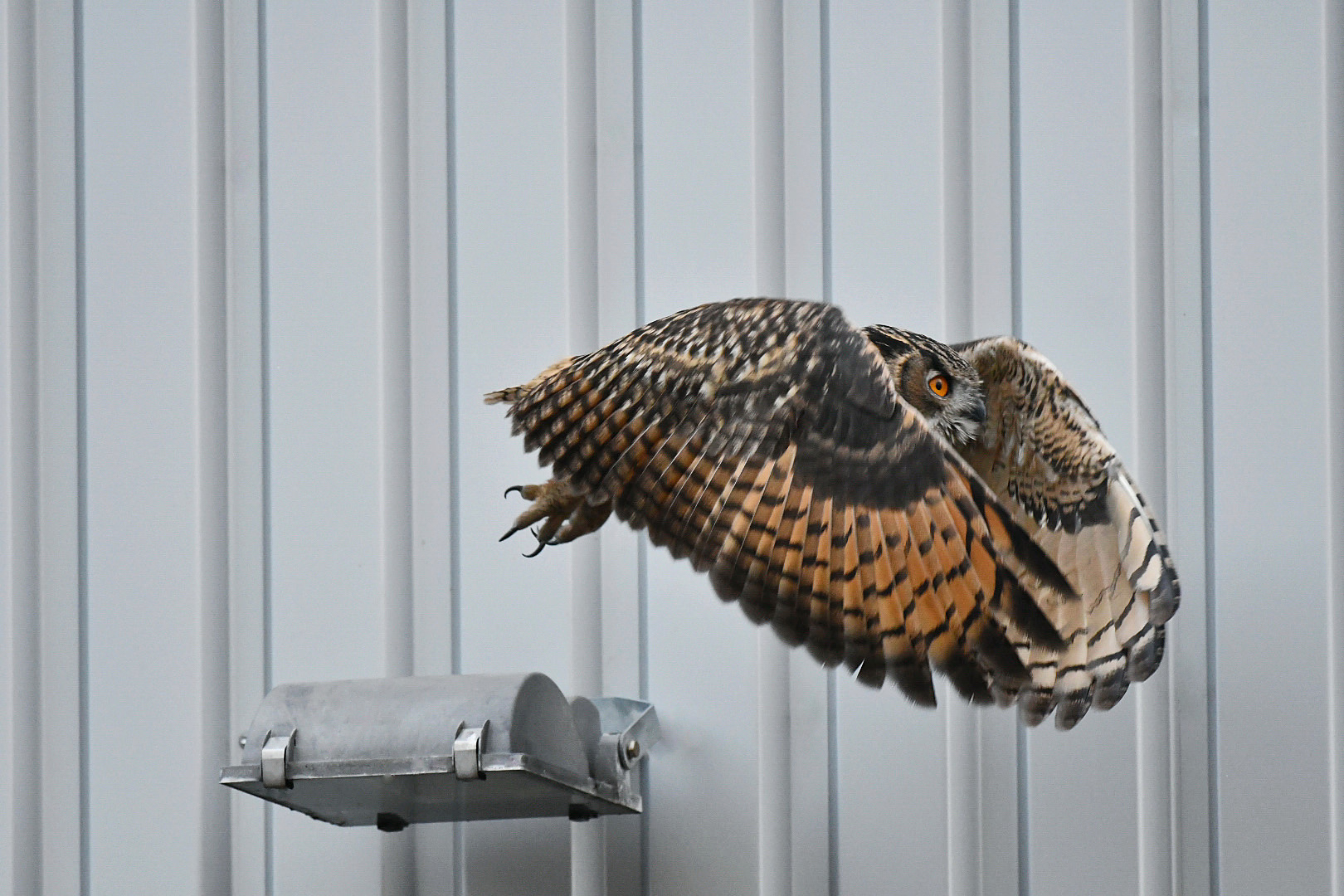 Abflug Uhu Jungvogel