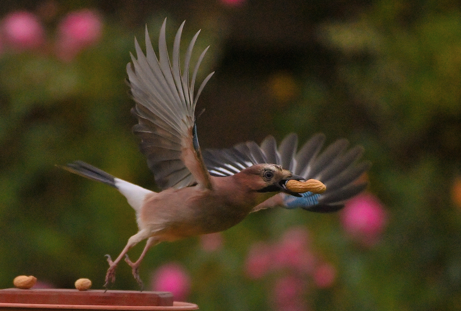 --Abflug und dann futtern!