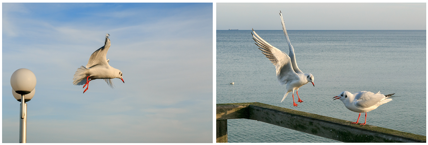 Abflug und Landung - Seebrücke Binz...