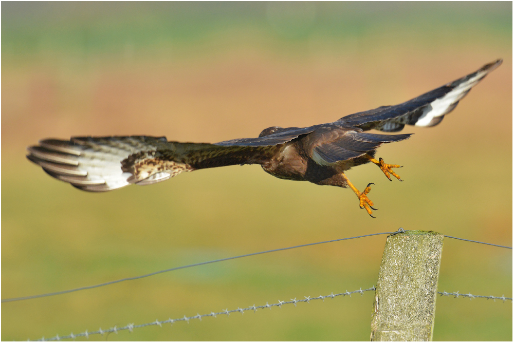 Abflug vom Ansitz . . .