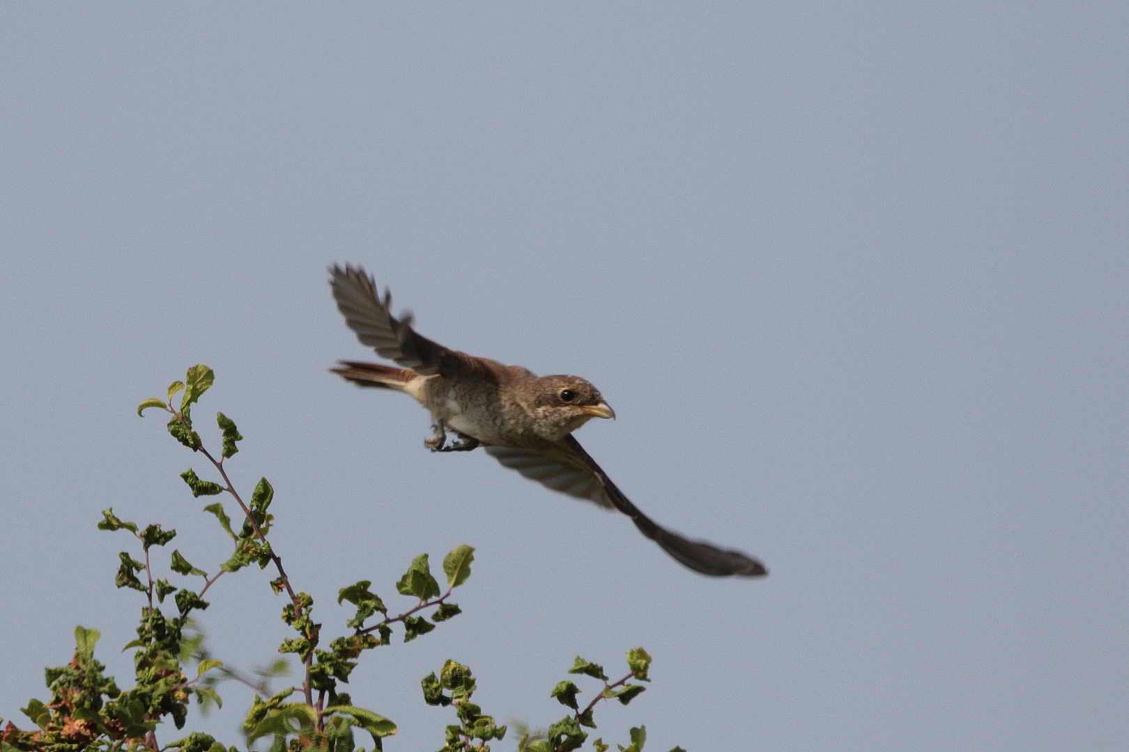 Abflug vom Ansitz IMG_2938