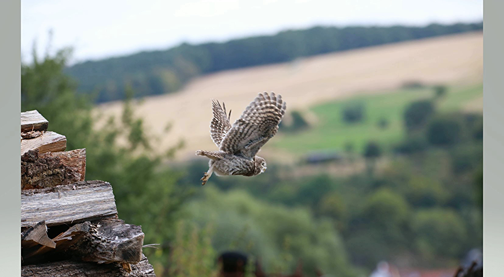 Abflug vom Brennholzstapel 